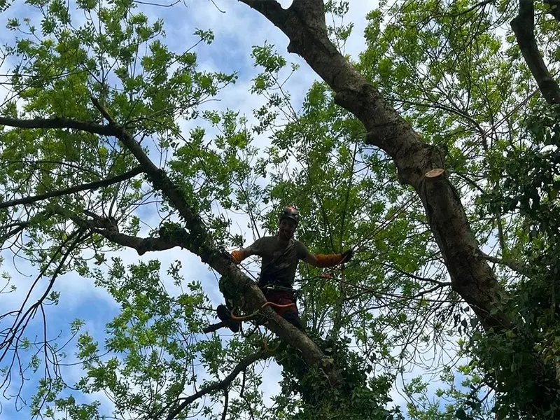 Arbo'Ju en intervention sur un arbre en milieu urbain — Julien Biron, arboriste grimpeur