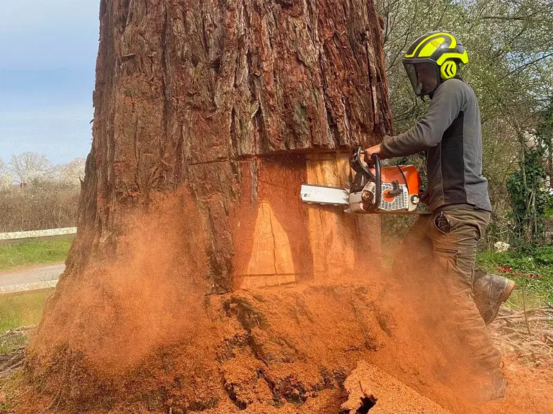 Julien Biron - Arboriste élagueur grimpeur ArboJu en action